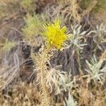 Stanleya pinnata Flor