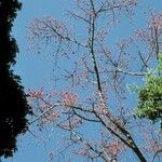 Bombax ceiba Habitus