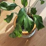 Spathiphyllum blandum Leht