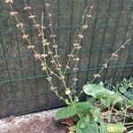 Salvia dorisiana Flower