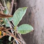 Handroanthus chrysotrichus Leaf