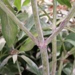 Monarda punctata Bark