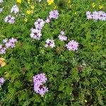 Verbena bipinnatifida Хабит