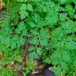 Oenanthe crocata 葉