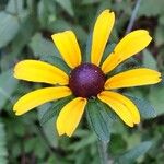 Rudbeckia trilobaFlor