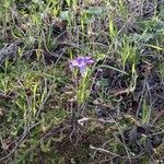 Romulea ligustica 花