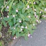 Impatiens balfourii Хабит