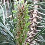 Pinus nigra Folha