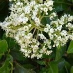 Viburnum odoratissimumFlor