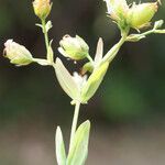 Hypericum australe Frukt