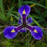 Iris giganticaerulea Blomst