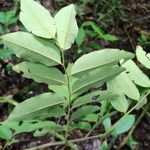 Dalbergia glomerata Leaf