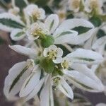 Euphorbia marginataFlower