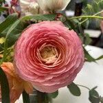 Ranunculus asiaticusപുഷ്പം