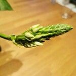 Ornithogalum thyrsoides Flower