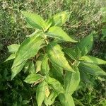 Colebrookea oppositifolia Hoja