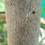 Podocarpus laetus Bark