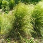 Stipa tenuifolia Hoja