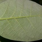 Solanum hazenii Ліст