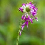 Monarda fistulosa Květ