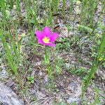 Sabatia campestris موطن