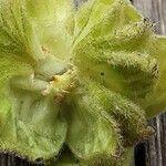 Abutilon theophrasti Annet