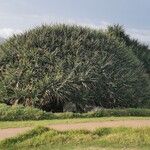 Pandanus utilis Staniste