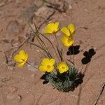 Eschscholzia glyptosperma ᱛᱟᱦᱮᱸ