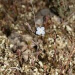 Omphalodes linifolia Habit