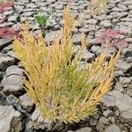 Salicornia europaea Ліст