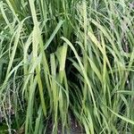 Molinia arundinacea Foglia