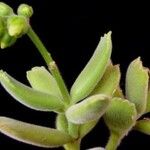 Cotyledon tomentosa Hábito