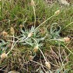 Plantago monosperma Hábito