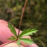 Potentilla erecta Fuelha