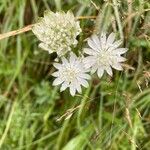 Astrantia minorÕis