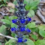 Ajuga genevensis 花