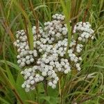 Parthenium integrifolium Çiçek