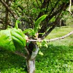 Amelanchier cusickii Blüte