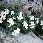 Cardamine plumieri Flower