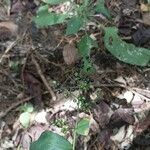 Lasiacis ruscifolia Flor