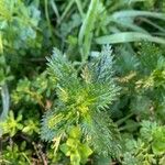 Urtica urens Ліст