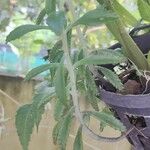 Kalanchoe serrata Leaf