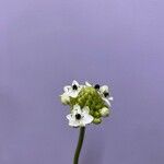 Ornithogalum arabicum Λουλούδι