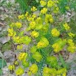 Euphorbia cyparissiasFlower