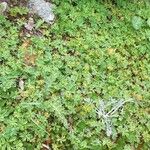 Alchemilla pentaphyllea Habitat