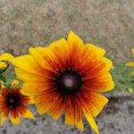 Rudbeckia hirtaBlomst