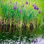 Iris laevigata Kvet