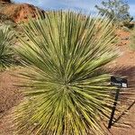 Yucca elata Blad