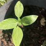 Helianthus annuus Blad