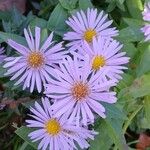 Symphyotrichum dumosum Flower